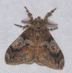 Orgyia australis (Painted Pine Moth) at Sheldon, QLD - 23 Mar 2007 by PJH123