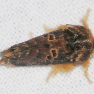 Pseudanapaea (genus) at Sheldon, QLD - suppressed
