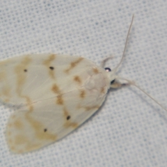 Schistophleps albida (A Tiger moth (Lithosiini) at Sheldon, QLD - 23 Mar 2007 by PJH123