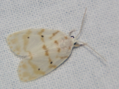 Schistophleps albida (A Tiger moth (Lithosiini)) at Sheldon, QLD - 23 Mar 2007 by PJH123