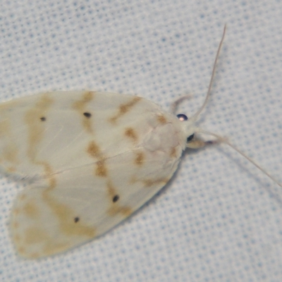 Schistophleps albida (A Tiger moth (Lithosiini)) at Sheldon, QLD - 23 Mar 2007 by PJH123