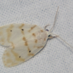 Schistophleps albida (A Tiger moth (Lithosiini)) at Sheldon, QLD - 23 Mar 2007 by PJH123
