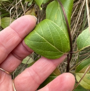 Lonicera japonica at Aranda, ACT - 10 Jul 2023 02:03 PM