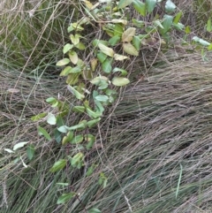 Lonicera japonica at Aranda, ACT - 10 Jul 2023 02:03 PM