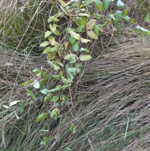 Lonicera japonica at Molonglo Valley, ACT - 10 Jul 2023