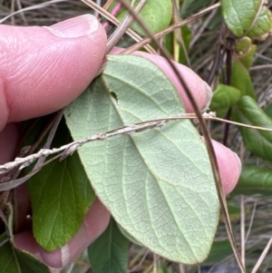 Lonicera japonica at Molonglo Valley, ACT - 10 Jul 2023