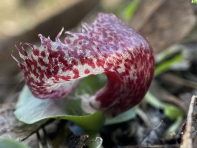 Corysanthes hispida (Bristly Helmet Orchid) at Carwoola, NSW - 22 May 2023 by AJB