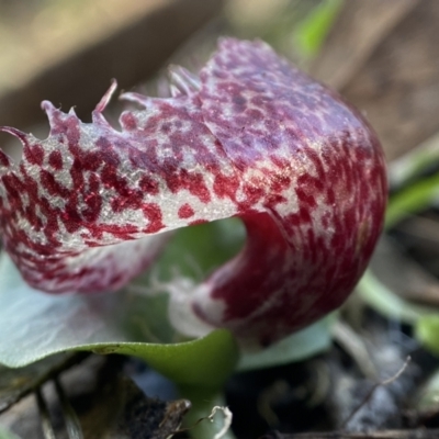 Corysanthes hispida (Bristly Helmet Orchid) at Cuumbeun Nature Reserve - 22 May 2023 by AJB