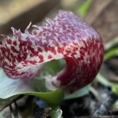 Corysanthes hispida (Bristly Helmet Orchid) at Carwoola, NSW - 22 May 2023 by AJB