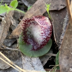 Corysanthes hispida at Carwoola, NSW - 22 May 2023