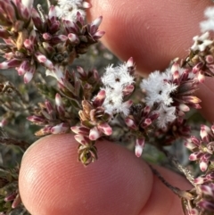 Leucopogon attenuatus (Small-leaved Beard Heath) at Aranda Bushland - 10 Jul 2023 by lbradley