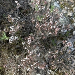 Styphelia attenuata at Aranda, ACT - 10 Jul 2023