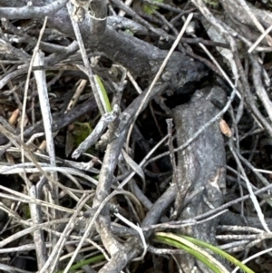 Styphelia attenuata at Aranda, ACT - 10 Jul 2023