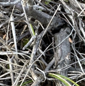 Leucopogon attenuatus at Molonglo Valley, ACT - 10 Jul 2023