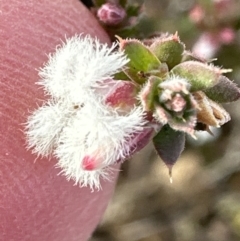 Styphelia attenuata at Aranda, ACT - 10 Jul 2023