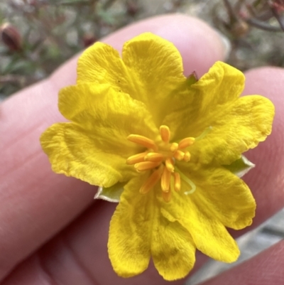 Hibbertia calycina (Lesser Guinea-flower) at Aranda Bushland - 10 Jul 2023 by lbradley