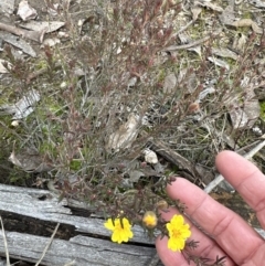 Hibbertia calycina at Aranda, ACT - 10 Jul 2023