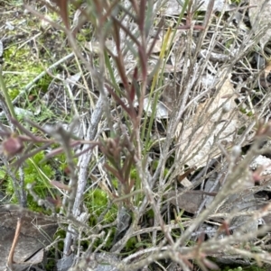 Hibbertia calycina at Aranda, ACT - 10 Jul 2023