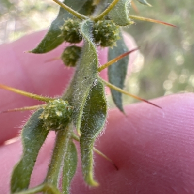 Acacia paradoxa (Kangaroo Thorn) at Molonglo Valley, ACT - 10 Jul 2023 by lbradley