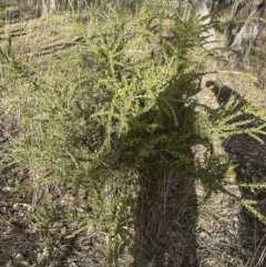 Acacia paradoxa at Yarralumla, ACT - 10 Jul 2023