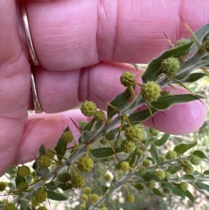 Acacia paradoxa at Yarralumla, ACT - 10 Jul 2023