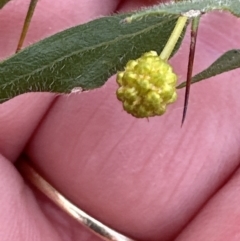 Acacia paradoxa at Yarralumla, ACT - 10 Jul 2023