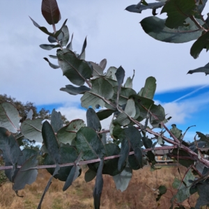 Eucalyptus globulus subsp. bicostata at Watson, ACT - 10 Jul 2023