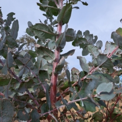 Eucalyptus globulus subsp. bicostata at Watson, ACT - 10 Jul 2023 10:02 AM