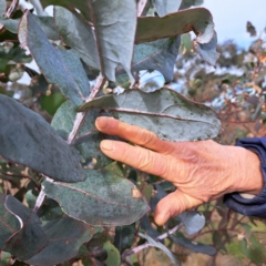 Eucalyptus globulus subsp. bicostata at Watson, ACT - 10 Jul 2023 10:02 AM