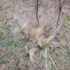 Nassella trichotoma (Serrated Tussock) at Watson, ACT - 10 Jul 2023 by abread111