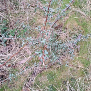 Pyracantha fortuneana at Watson, ACT - 10 Jul 2023