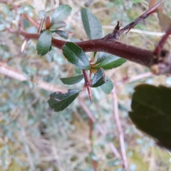 Pyracantha fortuneana at Watson, ACT - 10 Jul 2023