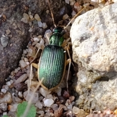 Chlaenius darlingensis (Carab beetle) at Molonglo Valley, ACT - 10 Jul 2023 by Kurt