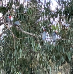 Callocephalon fimbriatum (Gang-gang Cockatoo) at Hughes Grassy Woodland - 10 Jul 2023 by KL