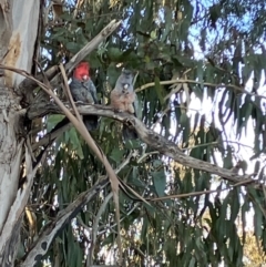 Callocephalon fimbriatum at Hughes, ACT - suppressed