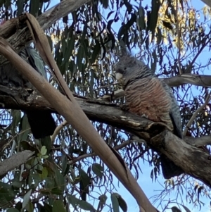 Callocephalon fimbriatum at Hughes, ACT - 10 Jul 2023