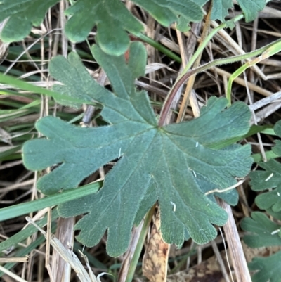 Geranium solanderi (Native Geranium) at Red Hill to Yarralumla Creek - 10 Jul 2023 by KL