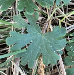 Geranium solanderi (Native Geranium) at Hughes Grassy Woodland - 10 Jul 2023 by KL