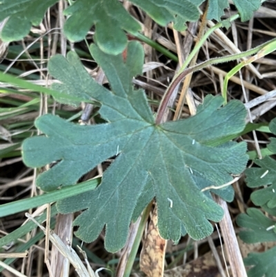 Geranium solanderi (Native Geranium) at Hughes Grassy Woodland - 10 Jul 2023 by KL