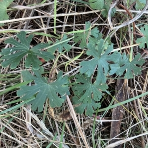 Geranium solanderi at Hughes, ACT - 10 Jul 2023