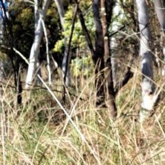 Acacia baileyana (Cootamundra Wattle, Golden Mimosa) at Mount Majura - 9 Jul 2023 by abread111