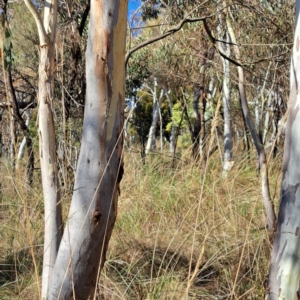 Acacia baileyana at Hackett, ACT - 9 Jul 2023 02:51 PM