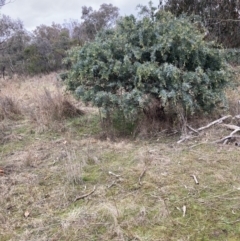 Acacia baileyana (Cootamundra Wattle, Golden Mimosa) at Mount Majura - 10 Jul 2023 by waltraud