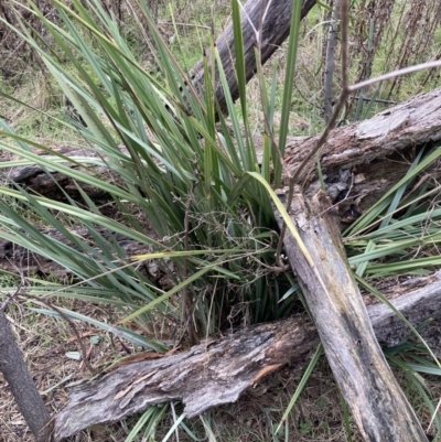 Dianella sp. aff. longifolia (Benambra) (Pale Flax Lily, Blue Flax Lily) at Mount Majura - 10 Jul 2023 by waltraud