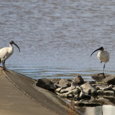 Threskiornis molucca (Australian White Ibis) at Coombs Ponds - 10 Jul 2023 by RodDeb