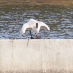 Threskiornis molucca at Coombs, ACT - 10 Jul 2023