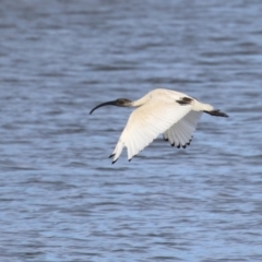 Threskiornis molucca at Coombs, ACT - 10 Jul 2023