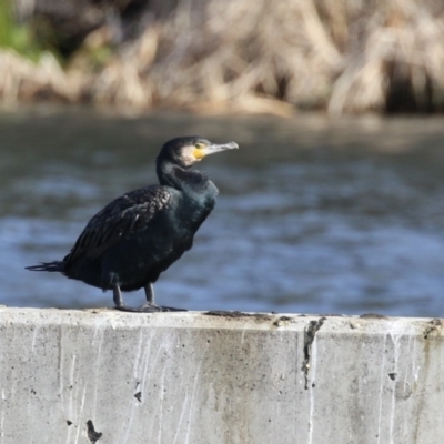 Phalacrocorax carbo (Great Cormorant) at Molonglo, ACT - 10 Jul 2023 by RodDeb