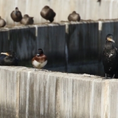 Phalacrocorax carbo at Molonglo, ACT - 10 Jul 2023 01:26 PM