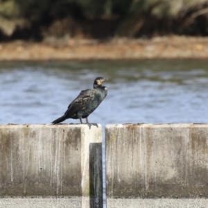 Phalacrocorax carbo at Molonglo, ACT - 10 Jul 2023 01:26 PM